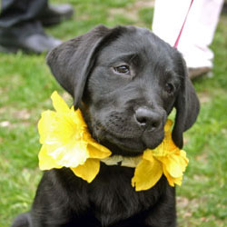 Daffodils and Earth Day!   Daffy Puppy Nantucket3