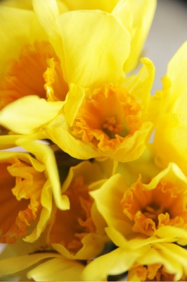 daff598