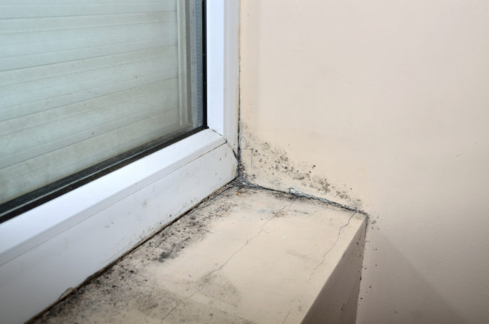 Mold beside and under new window, in the corner of the beige wall and along it.