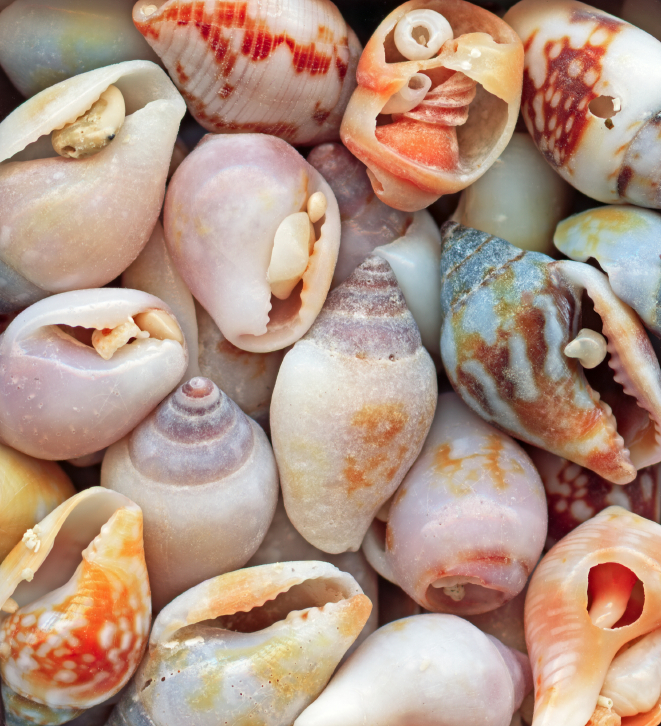 Seashells close-up