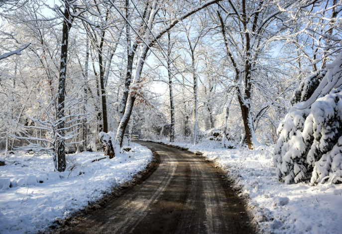 Dirt road and trees covered with snow after winter storm