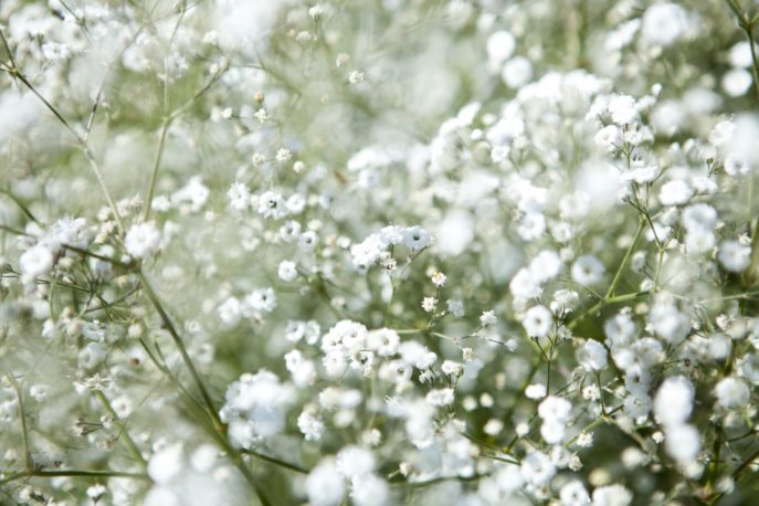 Gypsophila (Baby's-breath flowers), light, airy masses of small white flowers. Shallow focus.