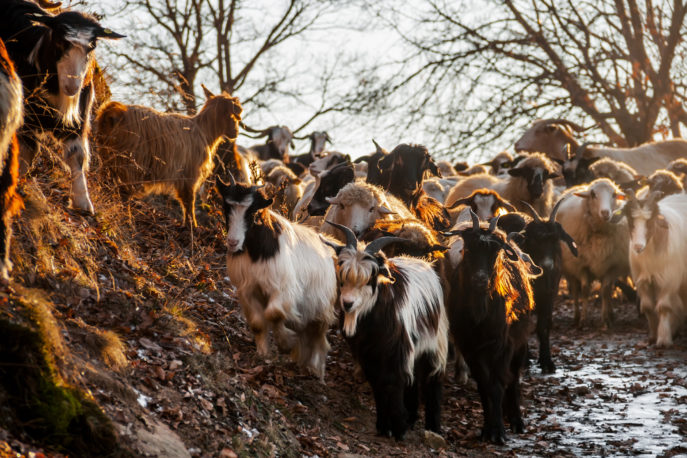 Herd of Sheeps and Goats on a mountain Road at Sunset