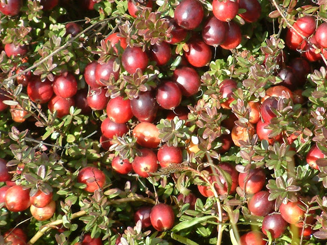 cranberries before harvest