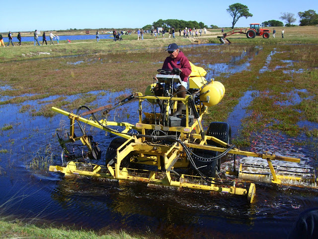 cranberry harvest 3