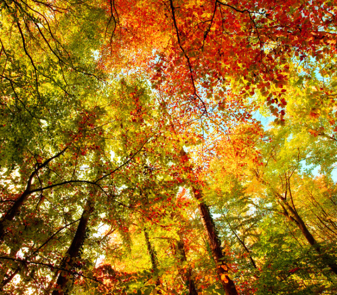 The forest in autumn - colorful