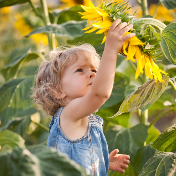 Beautiful child with sunflower