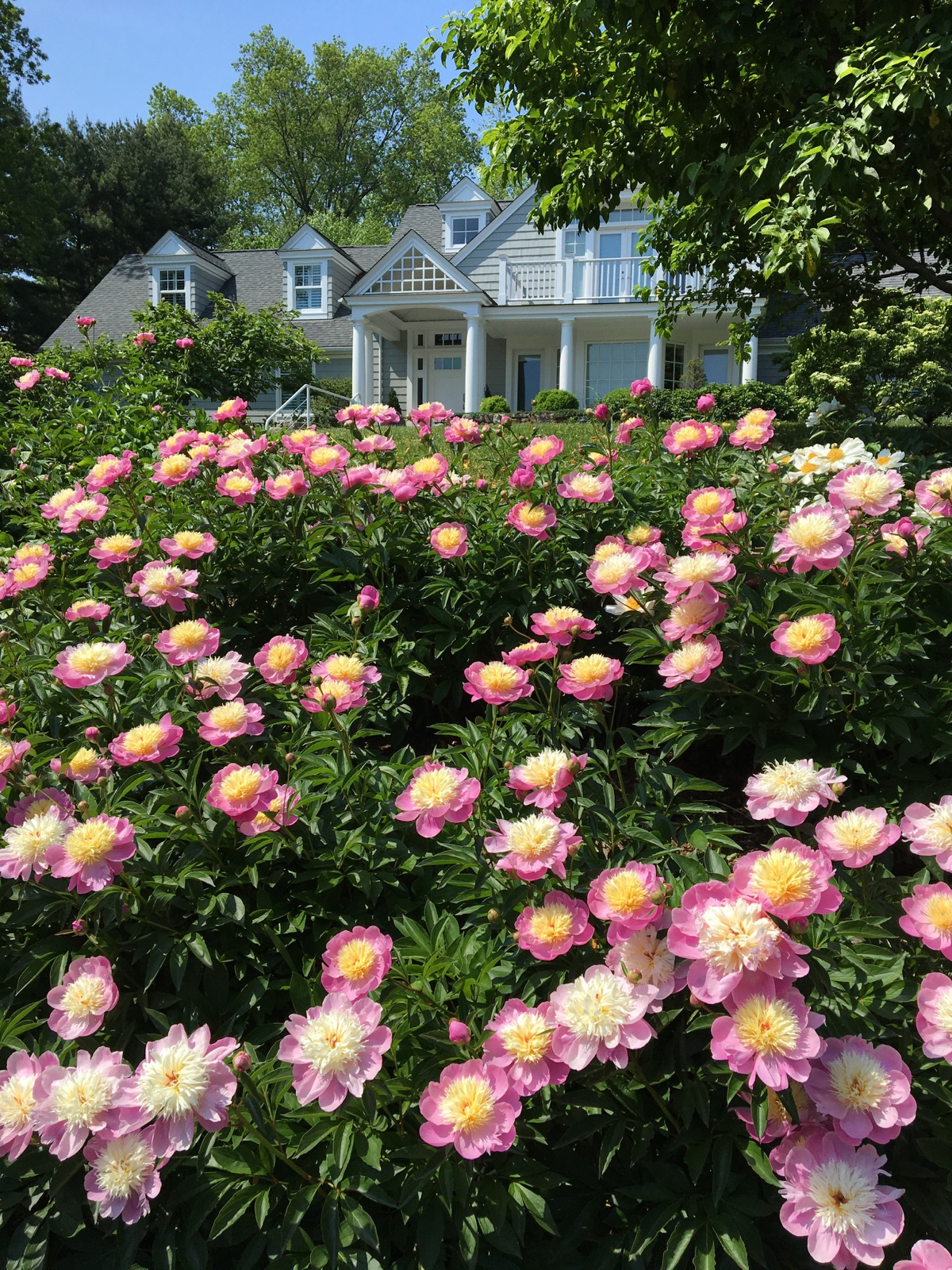 Peonies grace a Connecticut front yard