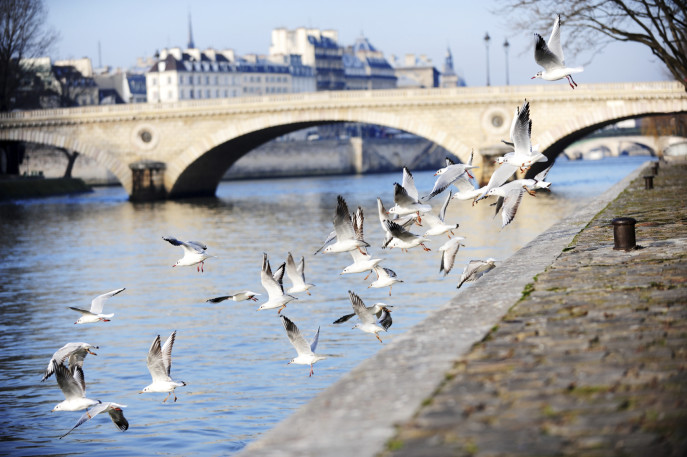 Gulls on the side of the Seine [url=http://www.istockphoto.com/file_search.php?action=file&lightboxID=4328606][img]http://www.erichood.net/paris.jpg[/img][/url]