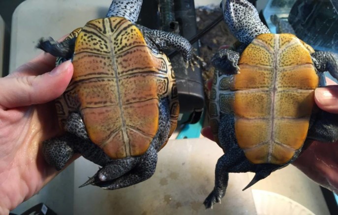 soundwaters terrapins