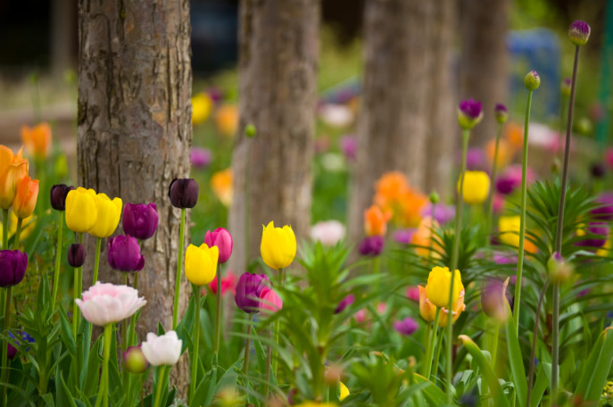 Blooming Tulips in Garden
