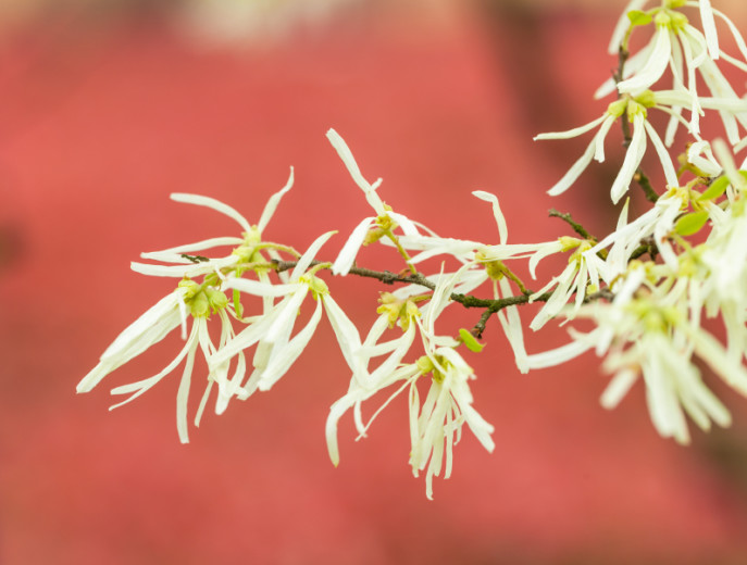 milky white witch hazel blooming after rain in the spring